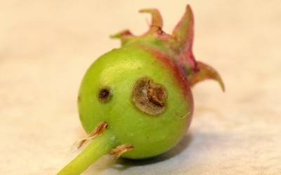  Plum curculio feeding and egg-laying damage on saskatoon/western serviceberry 