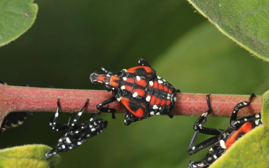 Spotted lanternfly nymphs