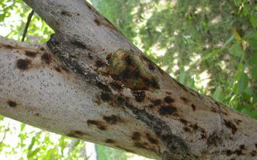 a branch with several dark brown cankers