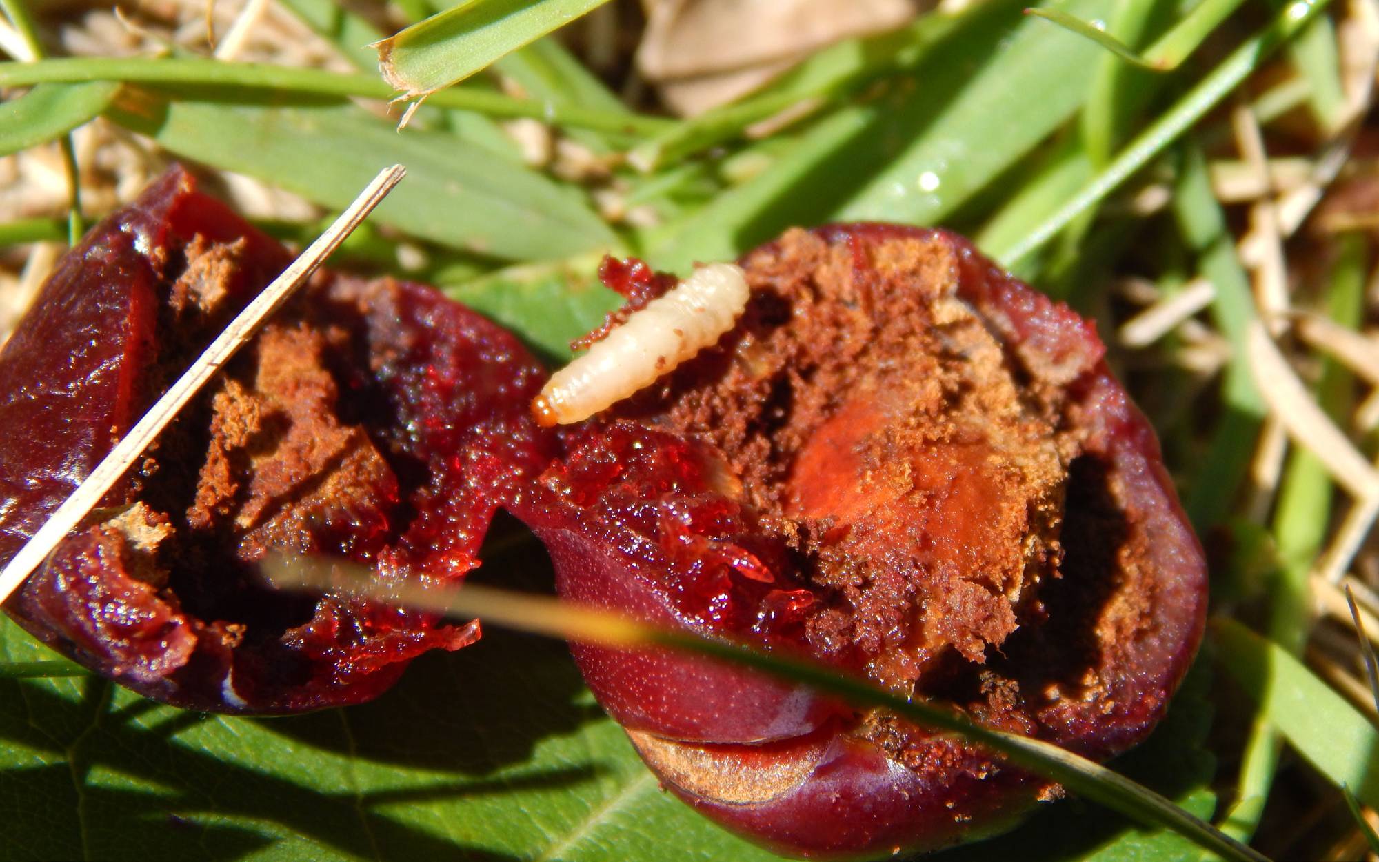  Plum curculio larvae in a rotting cherry