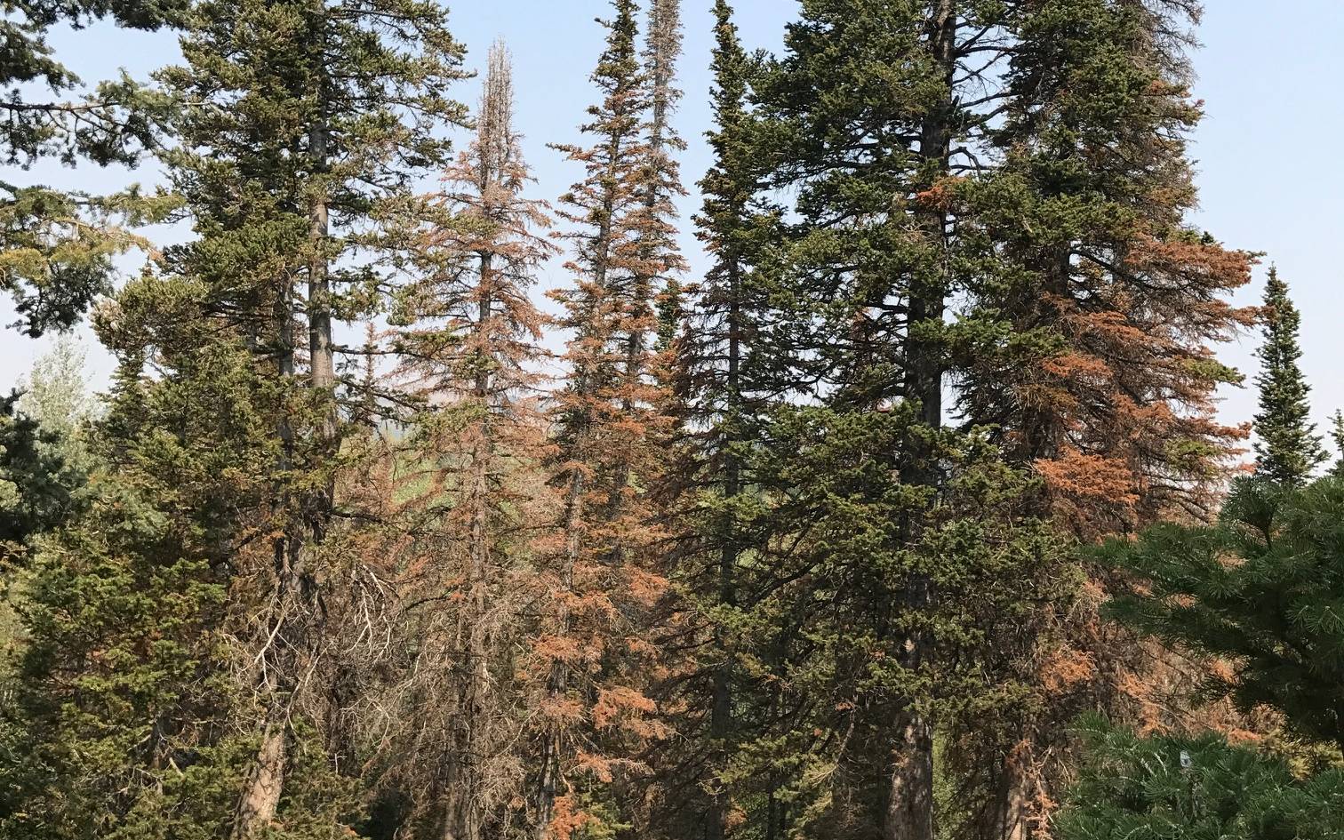 Subalpine Fir Stand in Farmington Canyon, UT, Infested With Balsam Woolly Adelgid