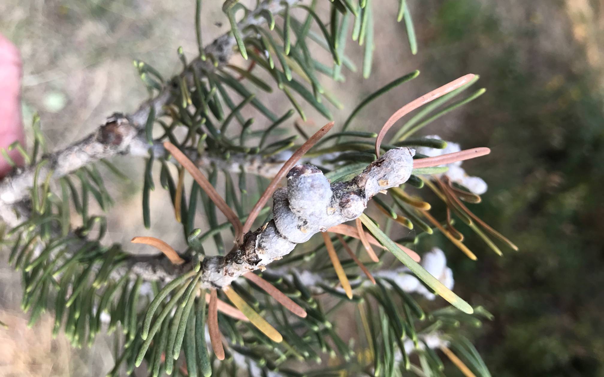 Abnormal Swelling, or Gouting, of Fir Branches from Balsam Woolly Adelgid Feeding Injury
