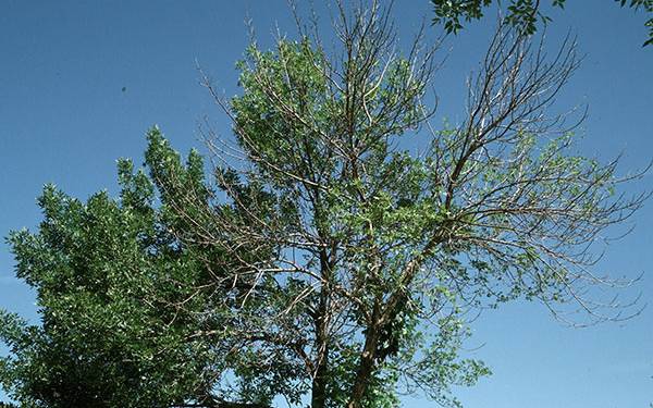 EAB larval infestations can cause canopy dieback<br><h6>(Joseph OBrien, USDA Forest Service, Bugwood.org)</h6>