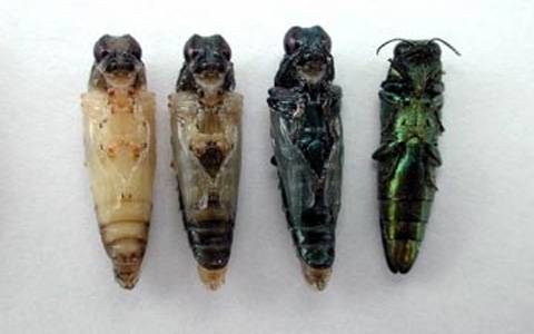 EAB pupae to adult (from left to right)<br><h6>(United States Dept of Agriculture)</h6>