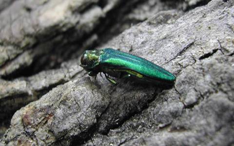Adult emerald ash borer (EAB) with closed wings<br><h6>(Pennsylvania Dept. of Conservation and Natural Resources)</h6>