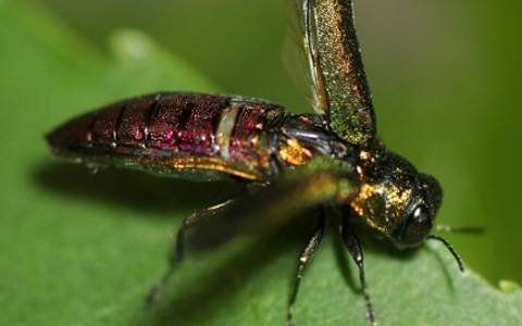 EAB adult with open wings<br><h6>(Michigan Tech News)</h6>