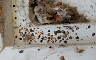 Fecal spots left by elm seed bug