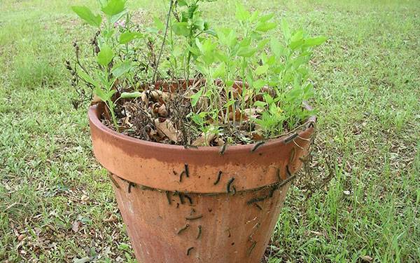 Spongy moth caterpillars (on clay pot) can be a nuisance to homeowners<br><h6>(Bill McNee, Wisconsin Dept of Natural Resources, Bugwood.org)</h6>