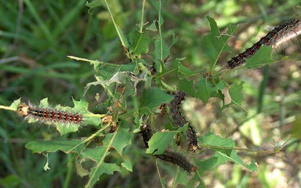 Spongy moth caterpillars defoliate trees<br><h6>(Haruta Ovidiu, University of Oradea, Bugwood.org)</h6>