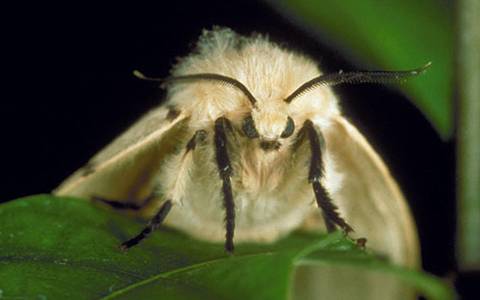 Female Gypsy moth<br><h6>(USDA APHIS PPQ Archive)</h6>