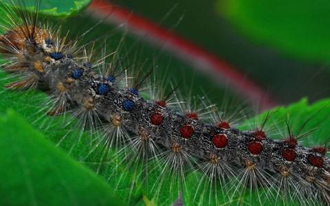 Spongy moth caterpillar<br><h6>(Helmut Kloubert; Deautsch)</h6>