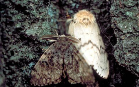 Male (left) and female (right) spongy moth adults<br><h6>(John H. Ghent, USDA Forest Service)</h6>