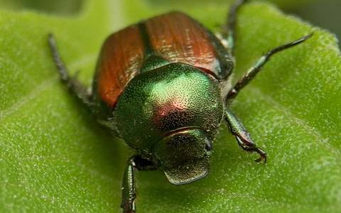Japanese beetle (JB) adult<br><h6>(Ryan Hodnett)</h6>