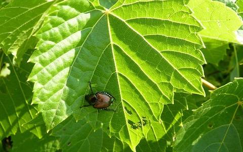 Japanese beetle on leaf<br><h6>(MaggieScience Connect)</h6>