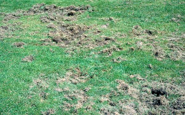 JB larval feeding causes patches of discolored turf. Other animals damage turf even further as they search for grubs to eat<br><h6>(M.G. Klein, USDA Ag Research Service, Bugwood.org)</h6>