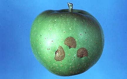 Plum curculio oviposition  scars on apple
