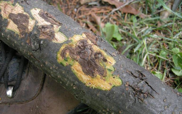 a branch resting on a boot showing a yellow and brown canker