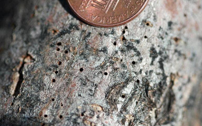 A penny next to tiny walnut twig beetle exit holes