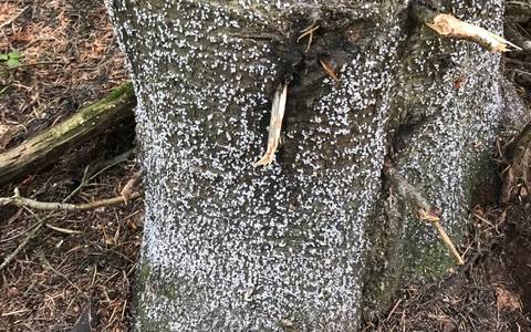 Dense Visible Masses of Balsam Woolly Adelgid Wool on a Subalpine Tree Bole