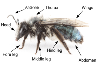 Basic Bee Anatomy Photo Credit: Joseph Wilson, Utah State University