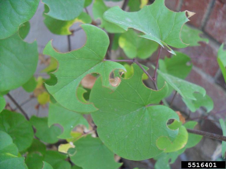 Leaf damage caused by a female leafcutter bee. Photo credit: Kimberly Steinmann, University of California, Bugwood.org