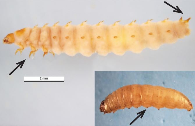 small hive beetle larvae