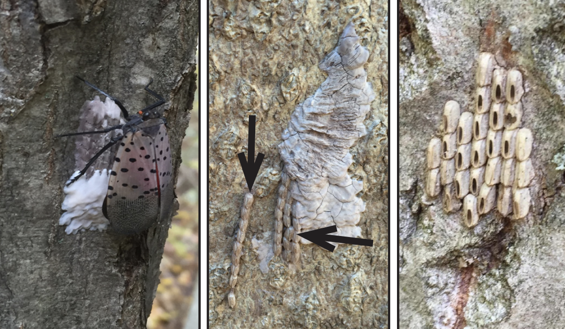 Spotted lanternfly adult and egg masses