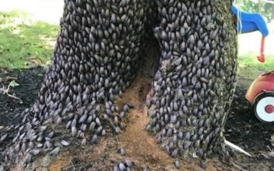 A mass of adult spotted lanternfly covering tree trunk in a yard