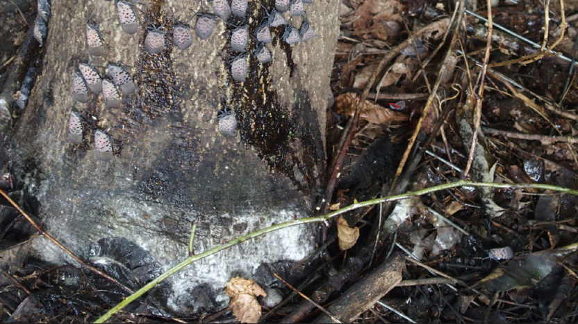 Sooty mold at base of tree and adult spotted lanternfly on trunk