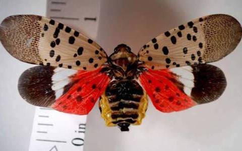 Spotted lanternfly adult with open wings
