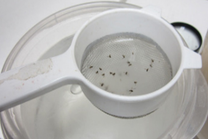 Liquid bait is poured through a fine mesh strainer and dipped in fresh water to visualize insects
