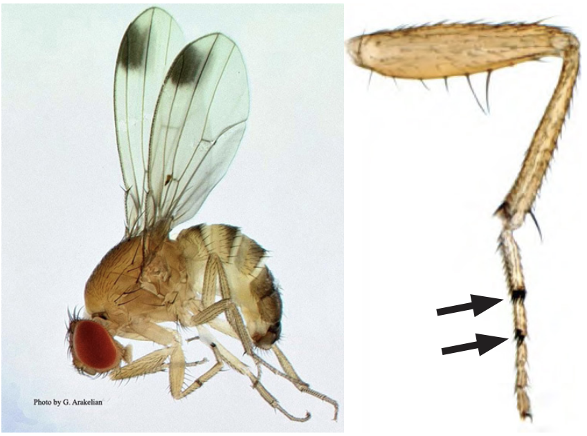 Adult male SWD (left); note spots on wings, and “sex combs” on forelegs (right). Arrows point to sex combs