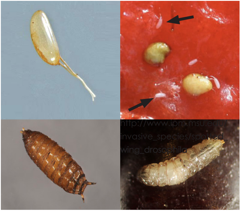 Clockwise from top left: SWD egg, eggs in strawberry fruit (arrows point to eggs; large yellow spots are strawberry seeds), larva, and pupa