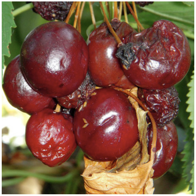  Advanced SWD damage in cherry fruits. Note SWD pupae adhering to the skin of some fruits