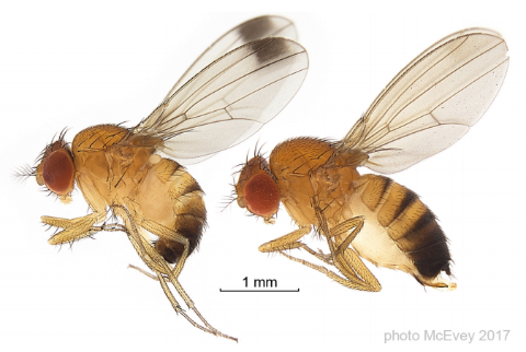Male (left) and female (right) spotted wing drosophila (SWD)