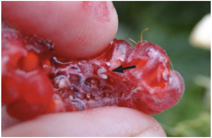 SWD larva in raspberry. Arrow points to larva
