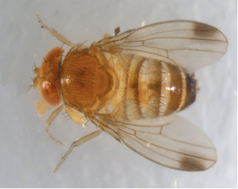 A male spotted wing drosophila can be identified by the       spot on each wing