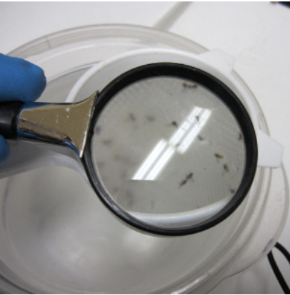 Use a magnifying glass to examine floating insects