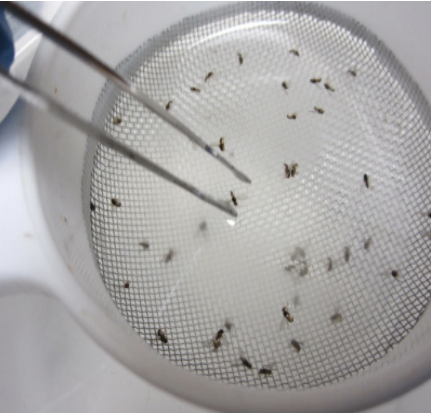 Use forceps to move insects to a dish for closer examination