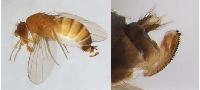 Left: Female spotted wing drosophila; note the absence of spots on the wings and presence of the serrated ovipositor. Right: Close-up of the serrated ovipositor