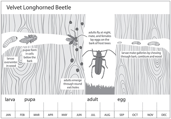 Life history of VLB in Utah; larvae remain in host trees for 2 or more years to complete their development