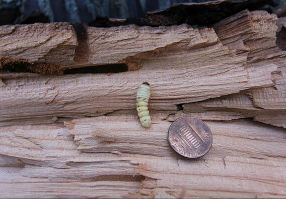 VLB larva (left) and pupa (right)
