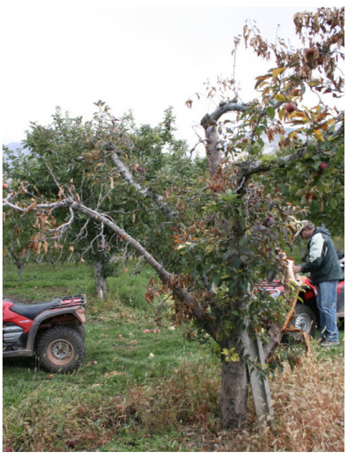 Heavy damage from VLB can cause thinning, wilted, or yellowing canopy