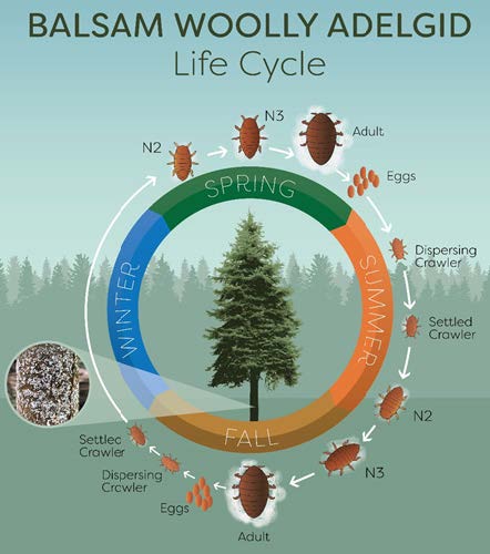 Balsam Woolly Adelgid Life Cycle in Utah With Two Generations