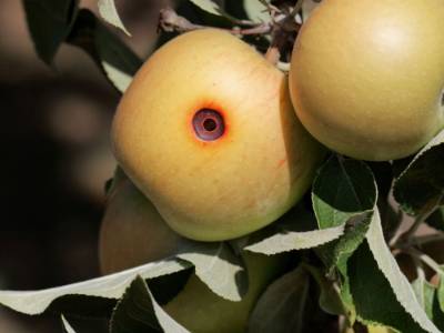 apple affected by codling moth