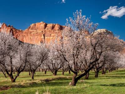 orchard in southern utah