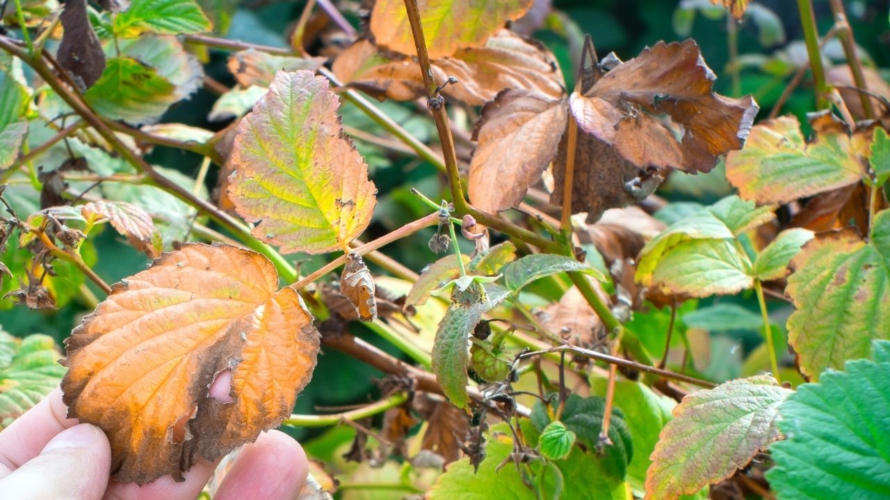 Small Fruit Diseases