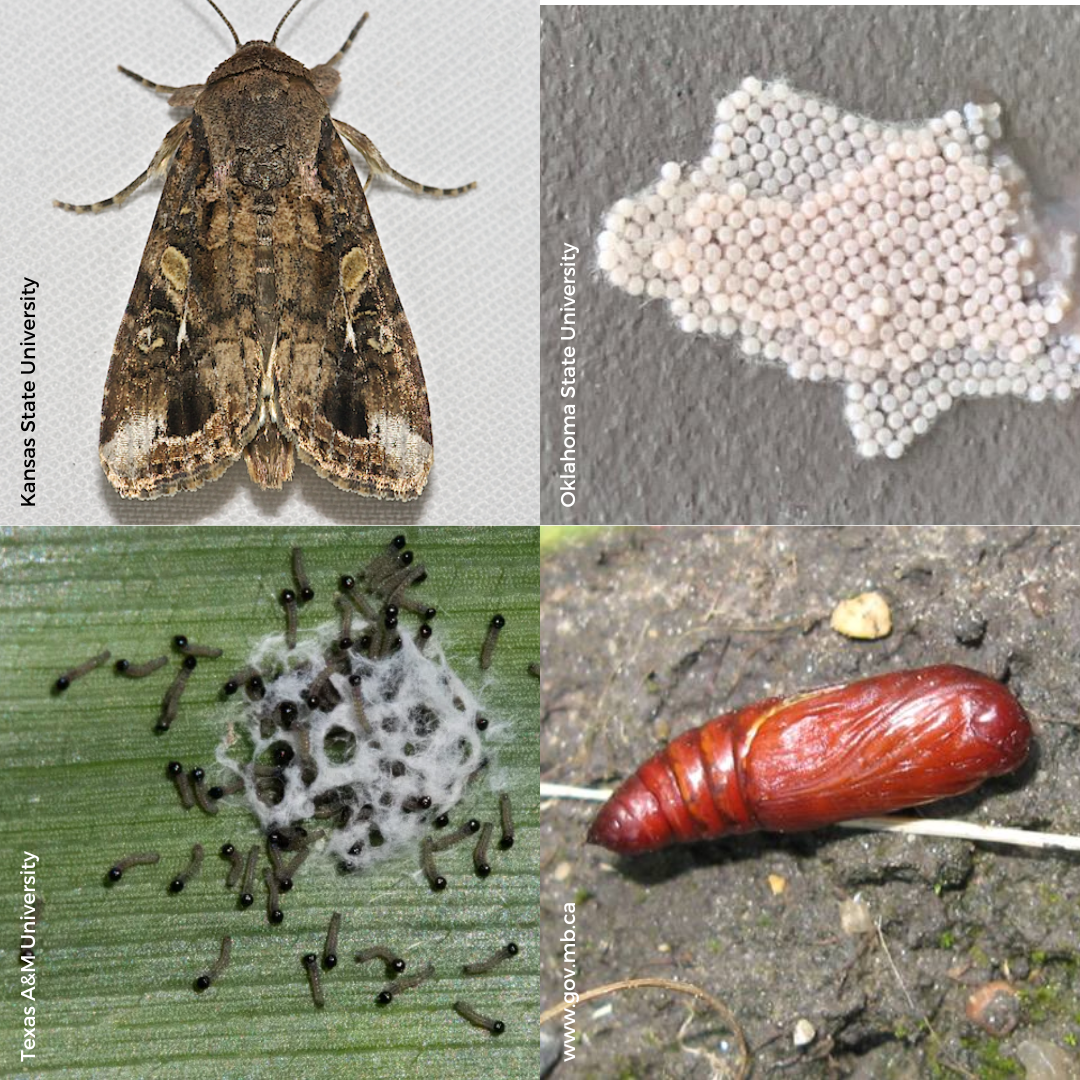 Fall Armyworm Life Stages
