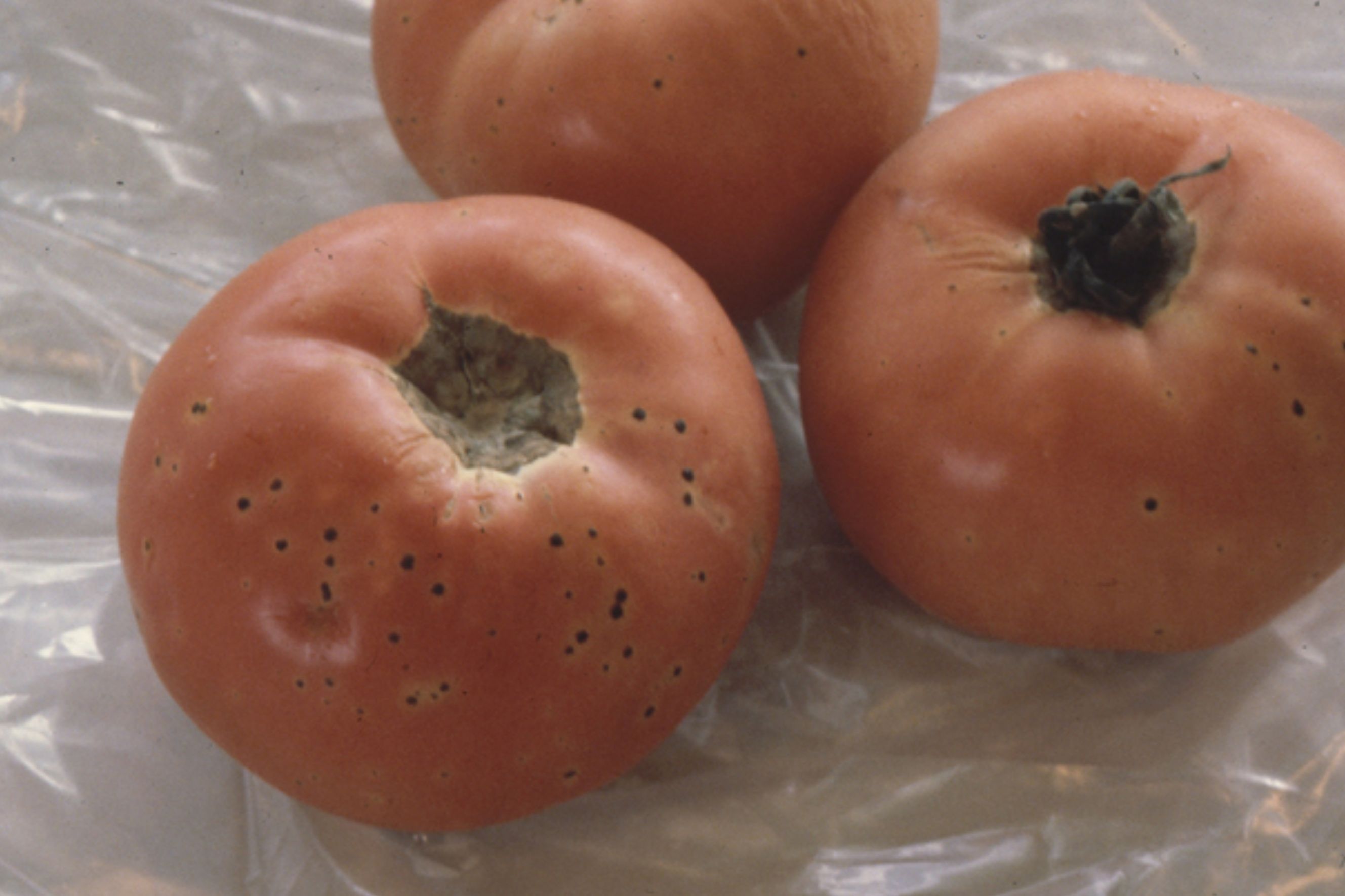 Bacterial Speck on Tomato Fruit