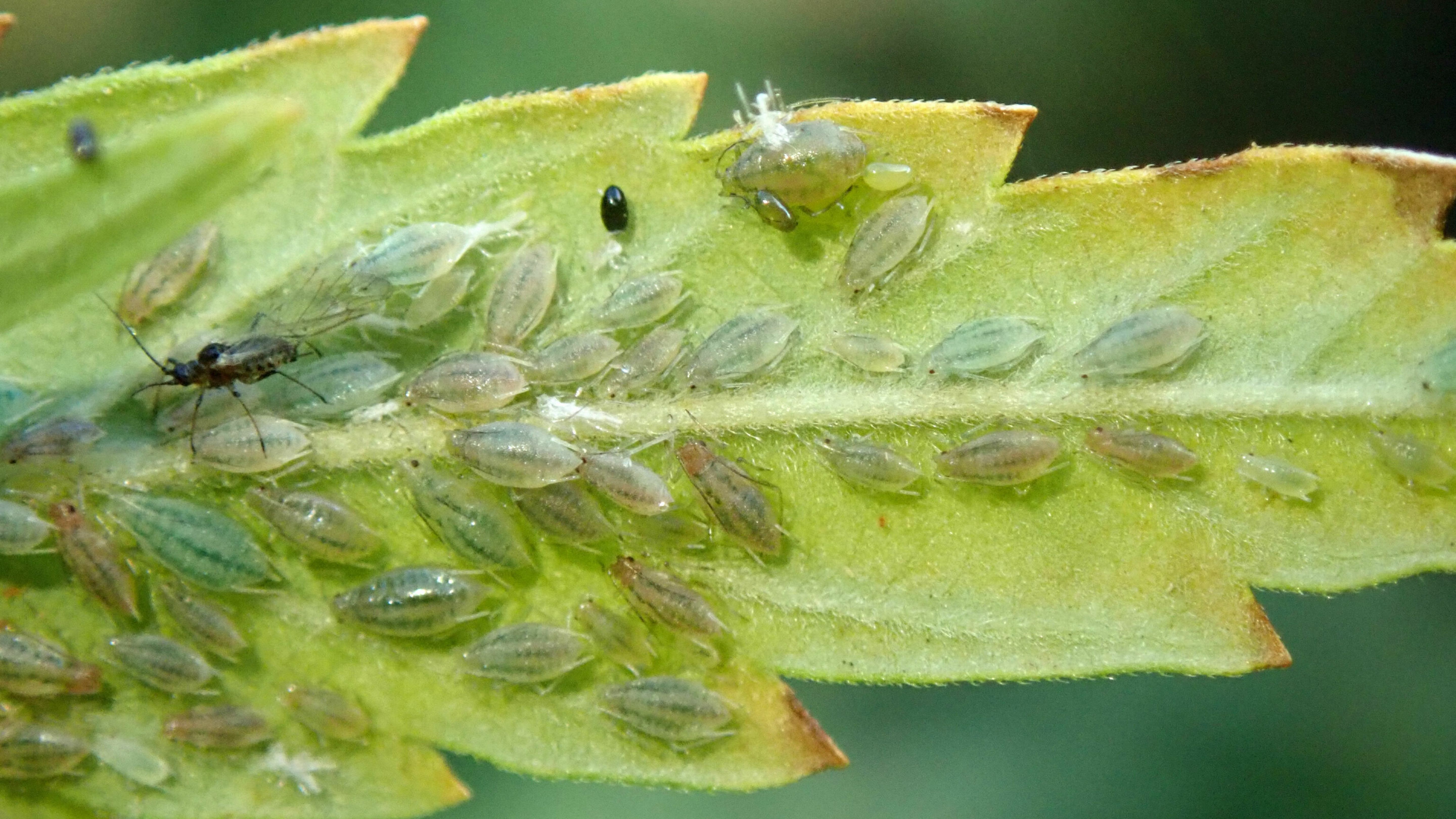 Canabis Aphid